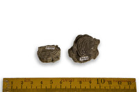 F 09204
          <br/>
          
          <br/>
          <em></em>